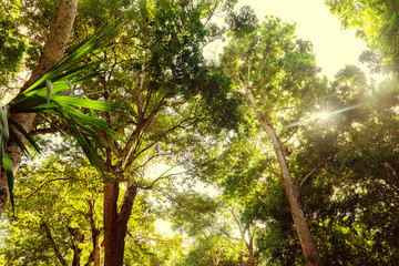 Obraz premium Jungle view at Mexico