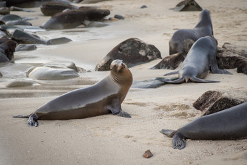 Cute Sea Lion