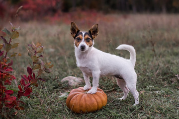 dog pumpkin