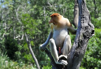 Naklejka premium Proboscis Monkey or Nasalis Larvatus