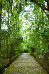 Fototapeta premium parque nacional barrancas del cupatitzio