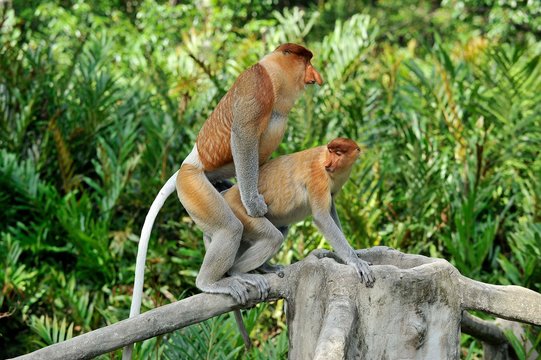 Proboscis monkey Family mating in the Rain Forest, Borneo, Malaysia