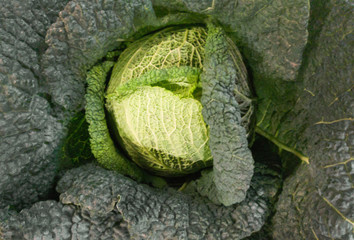 ripe green savoy cabbage