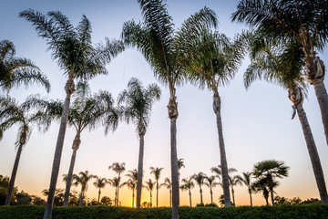 Palm Trees at Sunset