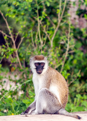 Baboons sitting in the forest of Kenya