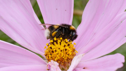 Bumble bee is collecting pollen from a pink flower in the summer.