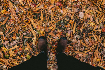 looking at Autumn leaves from above in autumn