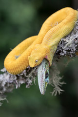 Venomous Yellow Eyelash Viper Snake eating lizard