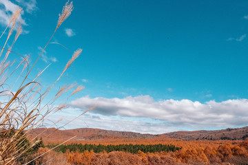 the mountain autumn landscape with colorful forest