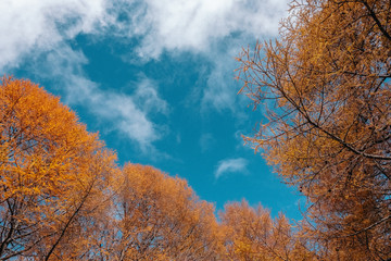 Autumn landscape. Autumn tree leaves sky background.