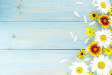 Fototapeta premium White daisies and garden flowers on a light blue worn wooden table. Empty space on the other side.