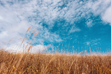 Japanese susuki grass and blue sky in japan