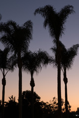Obraz premium Silhouette of Palm Trees at Sunset