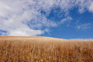golden Japanese susuki grass field and sunny day