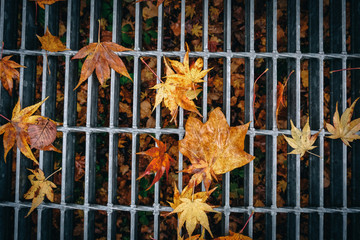 background with autumn colorful leaves
