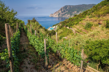 Fototapeta na wymiar Vineyard overlooking the Cinque Terre hiking trail between Monterosso al Mare and Riomaggiore in Italy