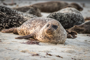 Cute Sea Lion