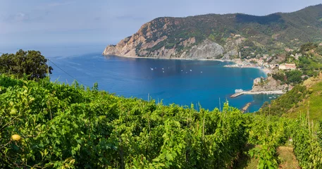 Crédence de cuisine en verre imprimé Ligurie Vignoble donnant sur le sentier de randonnée des Cinque Terre entre Monterosso al Mare et Riomaggiore en Italie