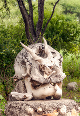 Rest of bone with horns in the grasslands of Kenya