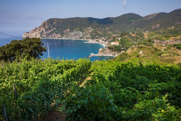 Fototapeta na wymiar Vineyard overlooking the Cinque Terre hiking trail between Monterosso al Mare and Riomaggiore in Italy