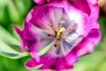 Pistil, Tulip, Mendocino, CA