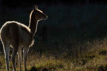 Vicuna, antelope, deer silhouette on a sunny autumn day.