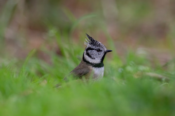 crested tit, passerine song bird perched close up with background within the scottish highlands during winter.