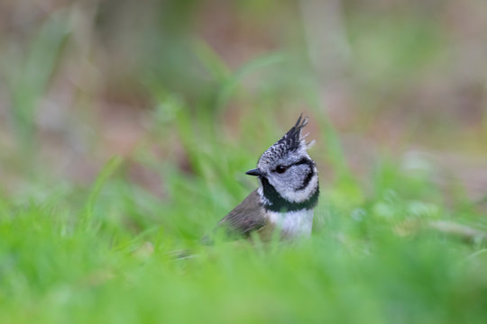 crested tit, passerine song bird perched close up with background within the scottish highlands during winter.