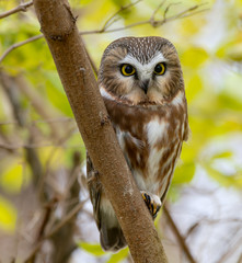 Northern Saw-whet Owl Portrait in Fall