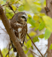 Northern Saw-whet Owl Portrait in Fall