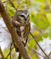 Northern Saw-whet Owl Portrait in Fall