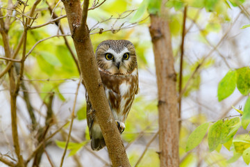 Northern Saw-whet Owl Portrait in Fall
