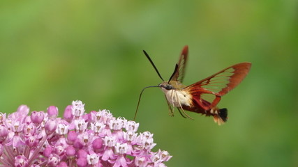 Hummingbird Moth
