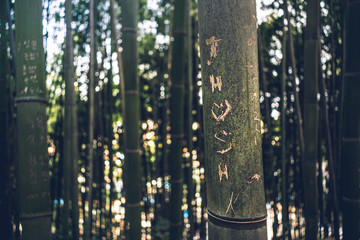 Bamboo