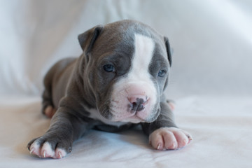 puppy pitbull