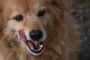 CANI ROBERTO, ROBERTO IL CANI AMICO