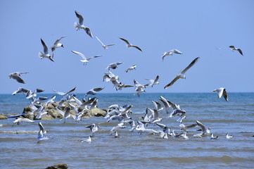 Seagulls fly in free