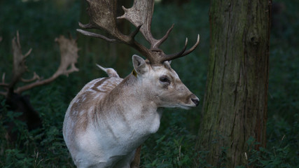 Fallow deer stag standing in the forest by a tree head and shoulder shot