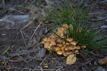 Patch of wild mushrooms toadstools growing on the forest floor in autumn.