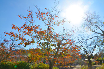 Fototapeta premium 落葉した木に降り注ぐ日差し