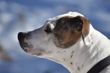 White and Brown Dog Playing in the Snow