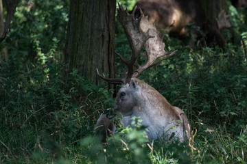 Fallow deer stag with large antlers lying down in the woods