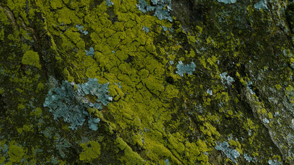 Close up detail of moss and lichen growing on a tree trunk. Bark texture background.