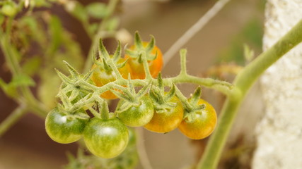 TOMATES