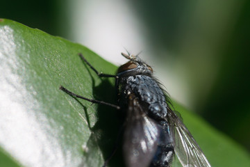 Small black fly insect on a green leaf - macro closeup image with sharp focus on the insect's eye.