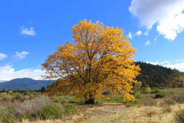 tree with yellow leaves in autumn