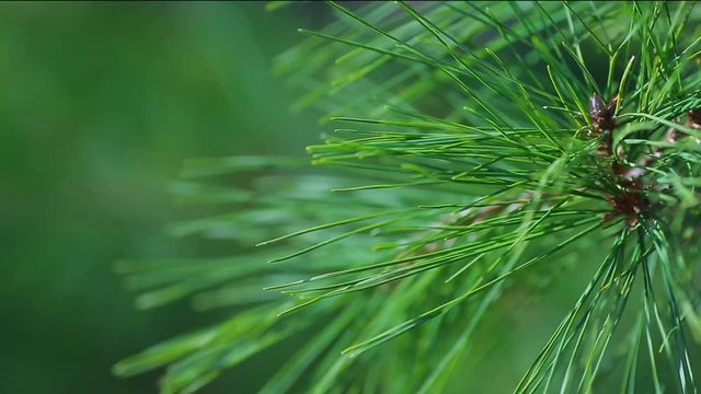 A branch of pine sways in the wind with a blurred background.