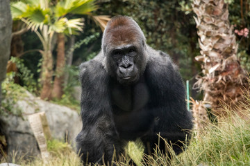 Adult Silverback Gorilla Looking at the Camera