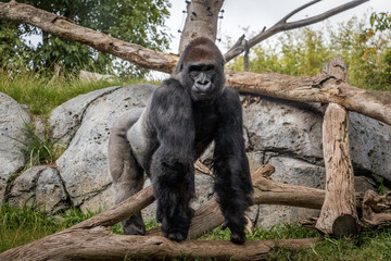 Naklejka premium Adult Silverback Gorilla Looking at the Camera