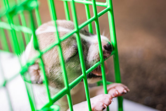 one baby dog in green cage mummal animal